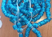 Obrączki dla gołębi PL 2026