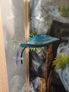 Liście na przyssawkę do terrarium!