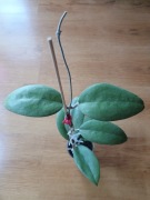 Hoja Hoya Menak Sopal Silver