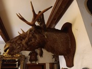 Łoś trofeum, medalion, poroże