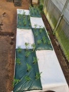 Sadzonki bambusa karłowatego. Zapraszam