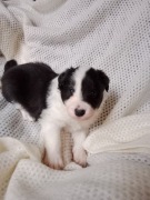 Szczeniak, suczka border collie FCI