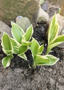 Hosta funkia biało-zielona.
