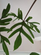 Philodendron Pedatum - ogromna pędówka