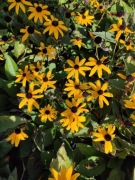 Rudbekia błyskotliwa Goldsturm