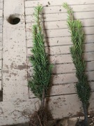 Cis hicksii 70 cm - 90 cm Szkółkowany 2 x