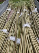 Wierzba Energetyczna, Żywopłot, Pędy, Sztobry 1m