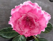 sadzonka gloksynij kolekcjonerskiej EN -Krylia Flamingo 