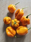 Nasiona Carolina Reaper żółta 10 nasion