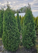 Szmaragd Tuje Thuje Tuja Krzewy Thuja