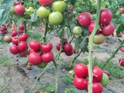 Nasiona Pomidor Honeylili malinowy wybitnie smaczny