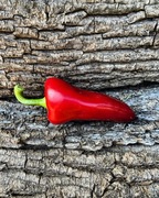 Leylack’s bell Papryka Słodka 