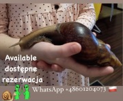 XXXL Ślimaki Afrykańskie Lissachatina Achatina fulic. Wwa Sosnowiec