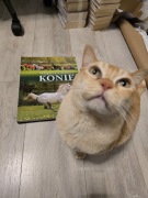 Małgorzata Mąkowska - Konie piękny album