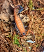 Heteroctenus junceus 2DC