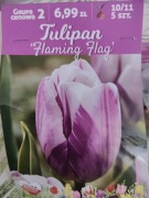 Tulipan 5 sztuk flaming flag 