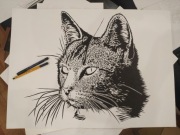 Rysunek: kot, cienk. - brystol (50x69 cm) 250 g/m2