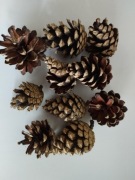 zestaw naturalne dekoracyjne szyszki sosna czarna 