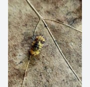 Laureola durian 10 sztuk 