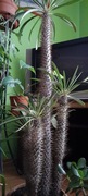 Pachypodium 