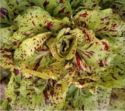 Sałata nasiona mix różnych odmian.