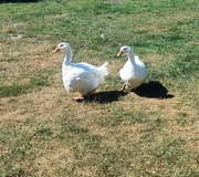 2 piękne gesi ozdobne, białe