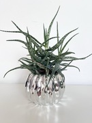 Aloes kameleon z doniczką