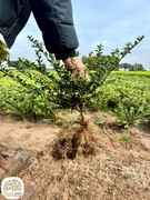 Ilex crenata Convexa, Green Hedge, ostrokrzew, 20-30cm, goły korzeń