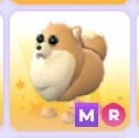 Adopt me! Pomeranian MEGA, ride *EXOTIC*