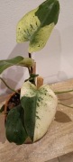 Philodendron Ilsemanii variegata
