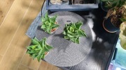 Aloes nobilis / sukulent ozdobny 10–12 cm