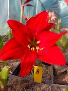 Zwartnica, Hipeastrum, Amarylis nr 8 Ob.22+cm