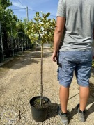 Ostrokrzew / Ilex altaclerensis 'Golden King' / Pień 80cm / 10l