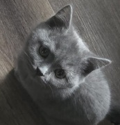 Kocurek, kociak brytyjski krótkowłosy