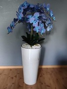 Duży niebieski storczyk