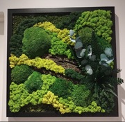 Żywy obraz z mchu, rośliny stabilizowane 40x40 cm, prezent na święta 
