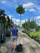 Acer platanoides Globosum, Klon pospolity, obwód 6-8,8-10cm,Pień2-2,2m