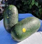 MOON AND STARS Red Flesh Arbuz Klekcjonerski