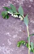 Kokoryczka wielokwiatowa – Polygonatum multiforum- sadzonka