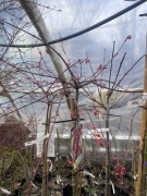 Klon palmowy beni maiko na pniu 