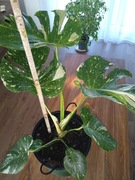 Monstera thai constellation