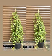 Bluszcz hedera 150cm w dużych donicach kępa