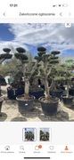 Drzewo Oliwne Bonsai Oliwka Olea Europea 