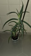 Aloes sadzonka    
