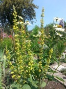 Dziewanna austriacka Chaixa Verbascum Chaixii 200 nasion