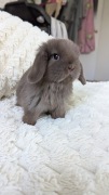 Mini lop królik miniaturka mały karzełek baranek 