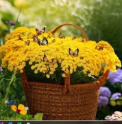 Smagliczka skalna - żółta 20n