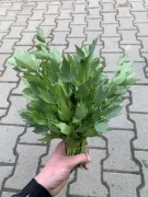 Lubczyk ŚWIEŻY, NIE SUSZONY, cięty, Bio liście 4kg