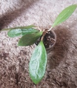 Hoya parastica EPC 269 hoja 