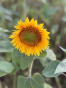 Słonecznik ozdobny- kwiaty